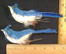 FMMI-68. Feather Birds.