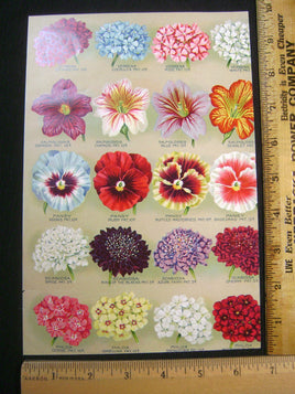 FMP-48. Seed Catalog Page.