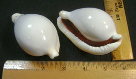 FMMI-48. Shells.