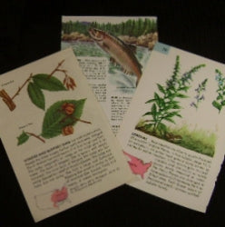 nature book pages