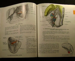 anatomy book pages