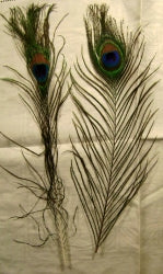 peacock eye feathers