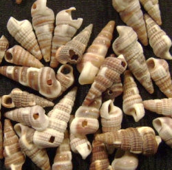 brown shell beads