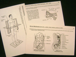 5317. Anatomy and Physiology Flashcards.